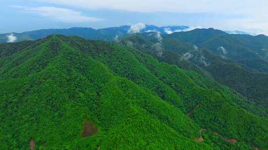 茶山 山川 云海 云南原始森林 大好河山