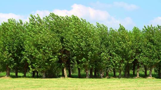 草地上一排风中摇摆的法国梧桐树