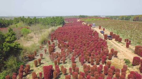 4K航拍-红叶石楠种植基地