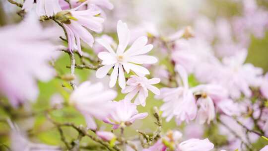 粉红色的玉兰花在柔和的春天阳光中轻轻摇摆