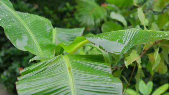 雨滴击中棕榈香蕉树树叶特写镜头