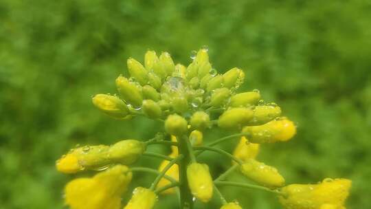 菜花水珠摇晃小黄花寒风中摇曳微距