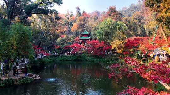 长沙爱晚亭秋景航拍