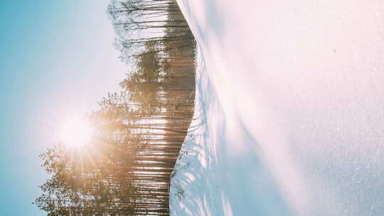 垂直镜头延时延时阳光和移动阴影在森林雪上的延时