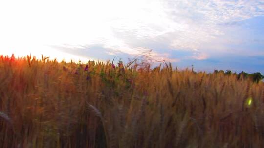 麦田小麦麦穗农业绿色丰收田野粮食丰收视频素材模板下载