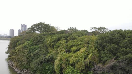 城市生态湿地