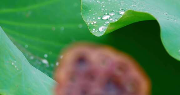 雨后荷叶上的露水珠