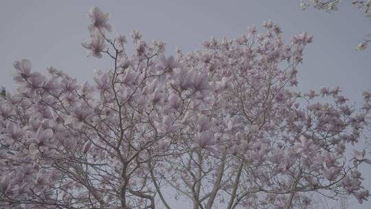 空境 花树