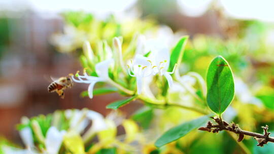 蜜蜂在金银花上采蜜飞舞慢镜头