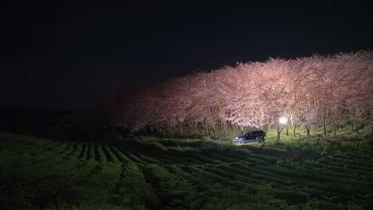 平坝樱花园