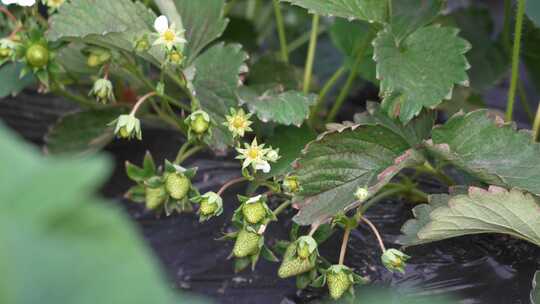 草莓园 农田 农业作物 水果 绿色植物 温室