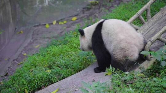 国宝大熊猫视频素材模板下载