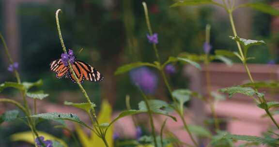 帝王蝶从紫色花朵上起飞
