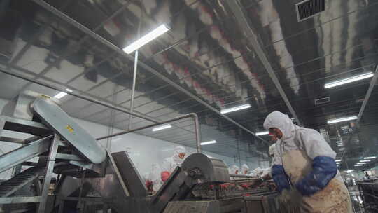 海参加工生产线工人在流水线上处理海鲜