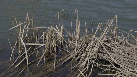4K冬天水边的枯芦苇