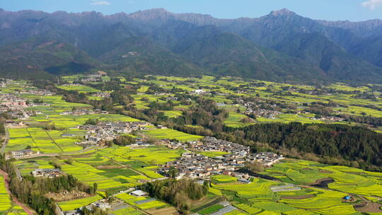 高山下的乡村金黄油菜花田