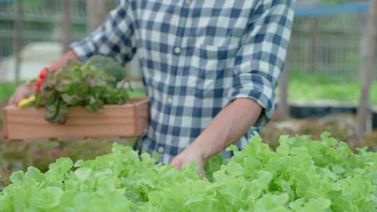 蔬菜采摘种植绿色食品