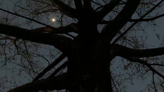 大树月亮夜晚夜景空镜头