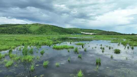 森林公园湿地夏日风景