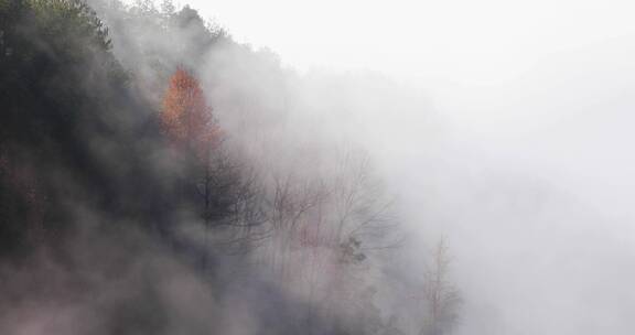 晨曦江南高山森林树林云海云雾生态环境