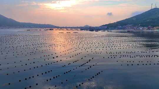 航拍海上海带养殖 蓬莱海带养殖  水产养殖