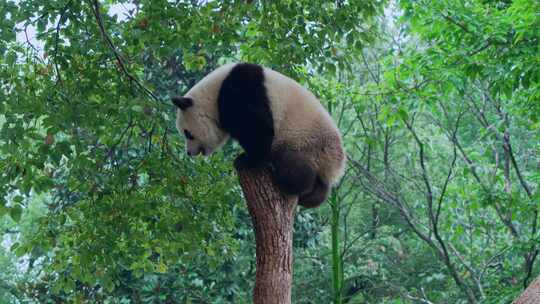 熊猫爬树金鸡独立视频