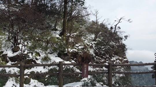 航拍佛教名山四川峨眉山猴子，云海缭绕树林视频素材模板下载