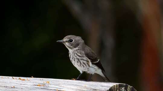 木头上的灰色条纹鸟动物4K视频素材