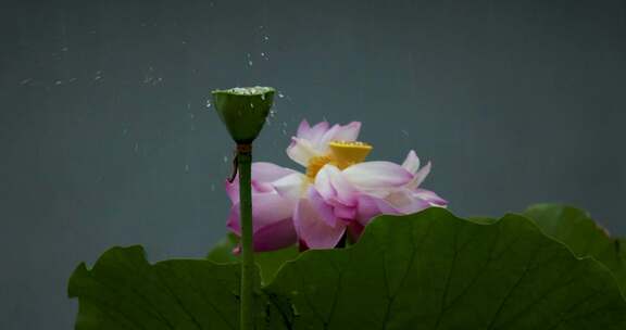 杭州西湖雨中荷花视频