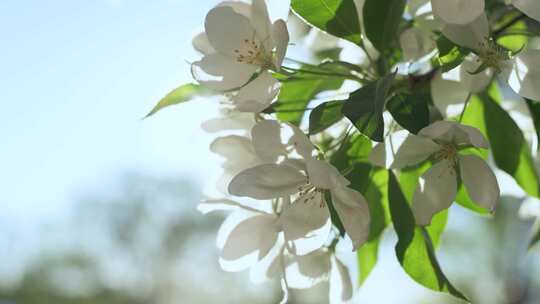 苹果，花，花，树