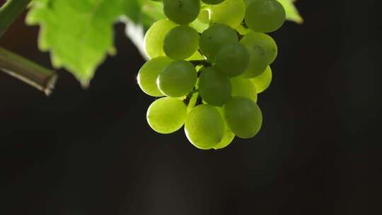 绿葡萄微距特写素材