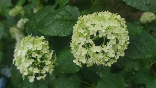 绣球花鲜花花朵植物实拍