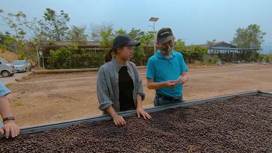 晾晒咖啡豆视频咖啡厂家咖啡豆晾晒架
