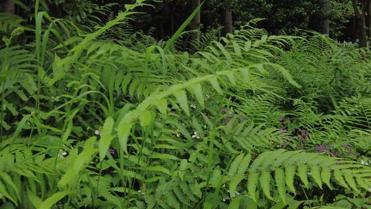 上海植物园品质绿色植被人流实拍