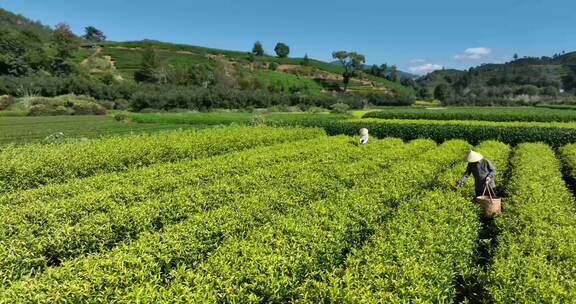 茶叶茶园武夷山茶庄大自然茶园