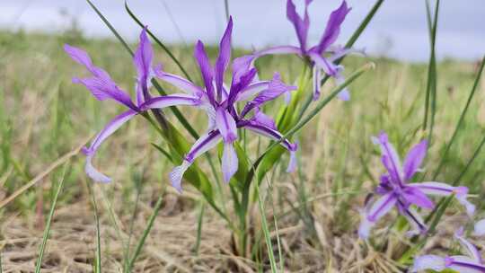 野生药用植物射干鸢尾