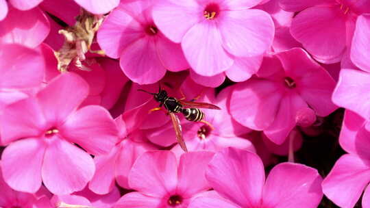 粉色花朵上的蜜蜂