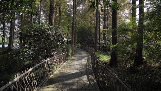 杭州西湖景区杨公堤风景