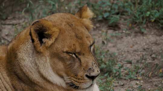 母狮、野猫、捕食者、食肉动物