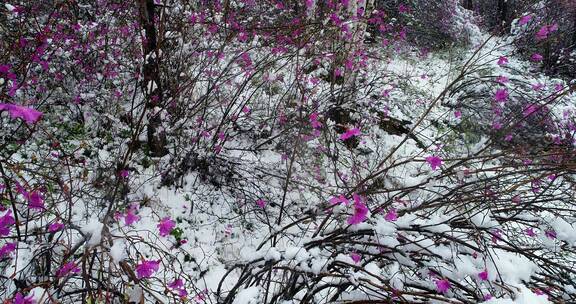 航拍雪压杜鹃（五月末杜鹃花开时普降瑞雪）