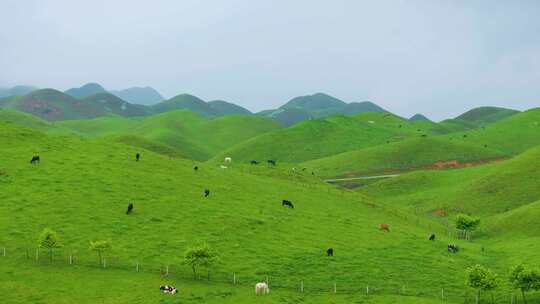 航拍高山牧场田园牧歌自然风光宣传片