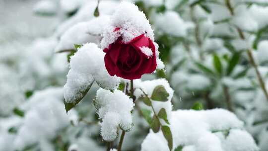 冬天风雪中的玫瑰花