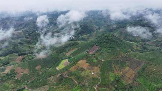 广西桂林阳朔金桔生态种植基地