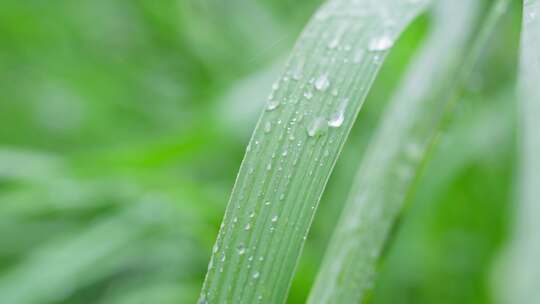 下雨天绿色植物叶子上形成水珠并滑落