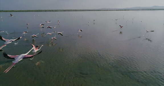 阿尔巴尼亚盐湖上空一群火烈鸟