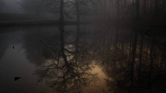 阴森森的湖水枯树倒影