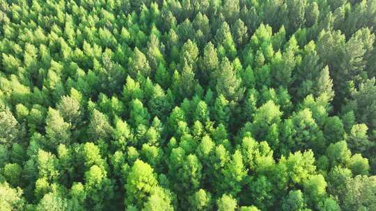 航拍绿色落叶松松林