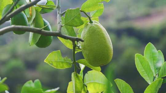 柠檬 香水柠檬种植