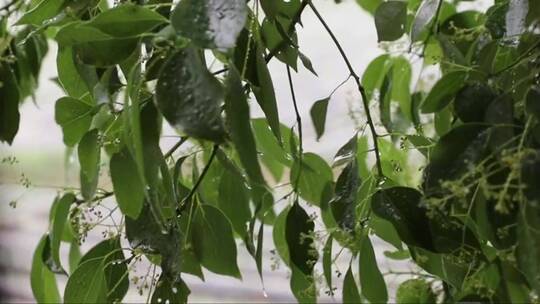 雨滴落在树叶和花朵上