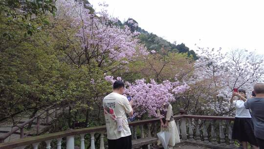 春天郴州王仙岭樱花园樱花5视频素材模板下载